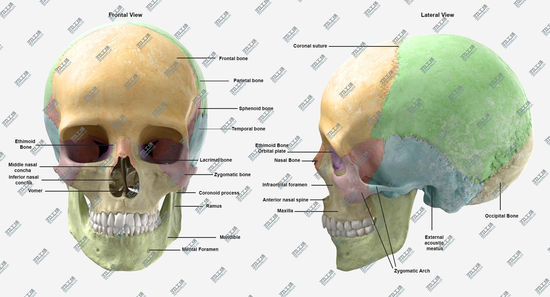 images/goods_img/202105073/3D model Real Human Male Skull Cranial 01 With Teeth/3.jpg
